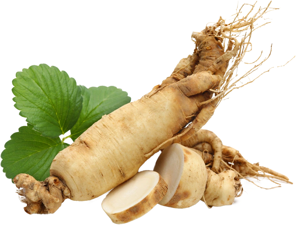 Ginseng-Wurzel